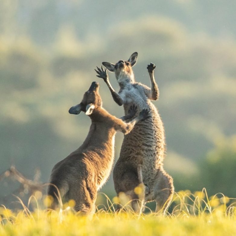 Comedy Wildlife Photography Awards