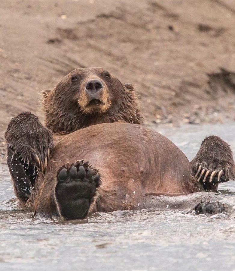 Comedy Wildlife Photography Awards