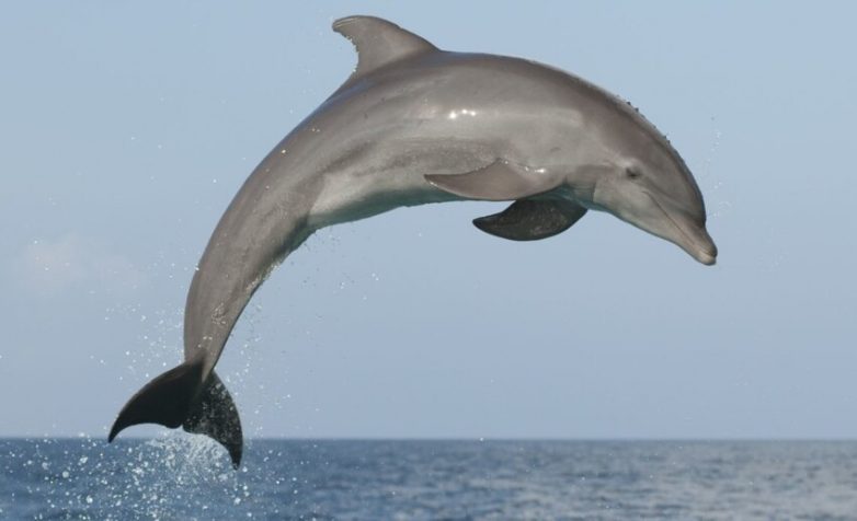 Уникальные факты о дельфинах