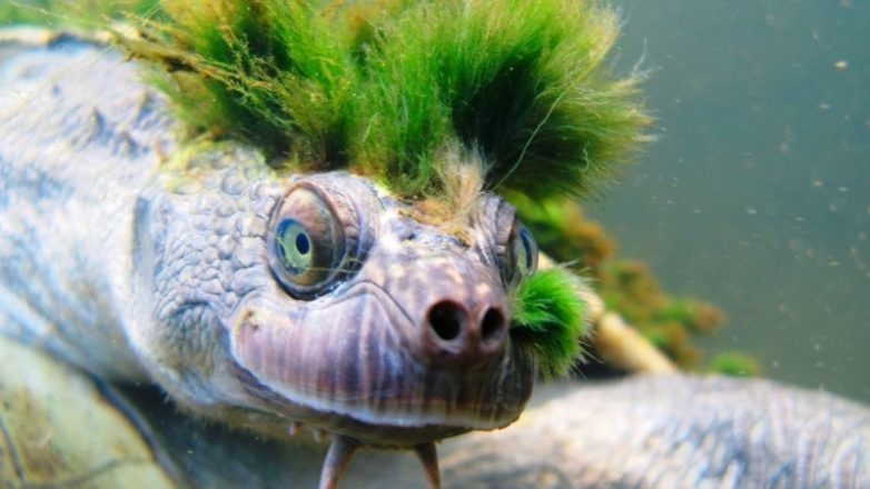 В Австралии живёт черепаха, которая умеет дышать задом