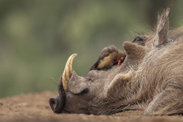 Победители конкурса 2022 World Nature Photography Awards