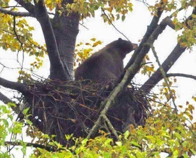 Фотографии с животными, которые украсят ваш день улыбкой