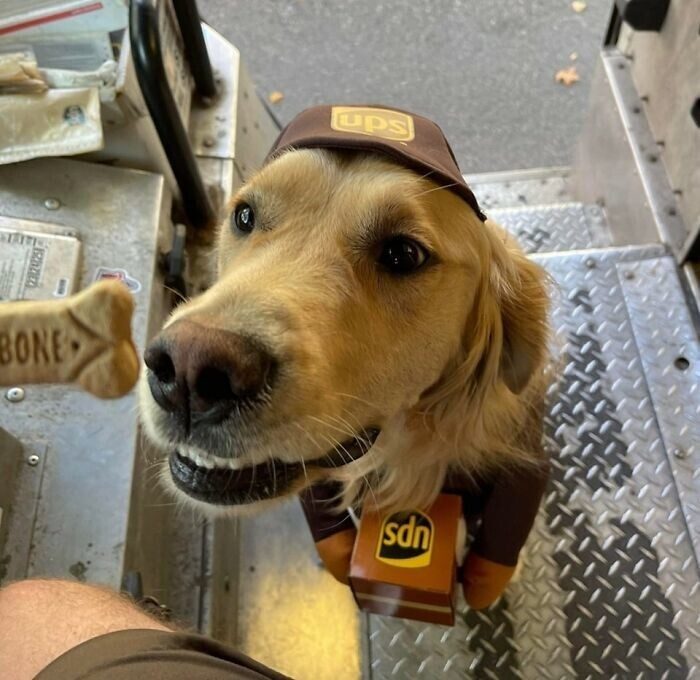 Собаки, которые очень любят почтовых курьеров