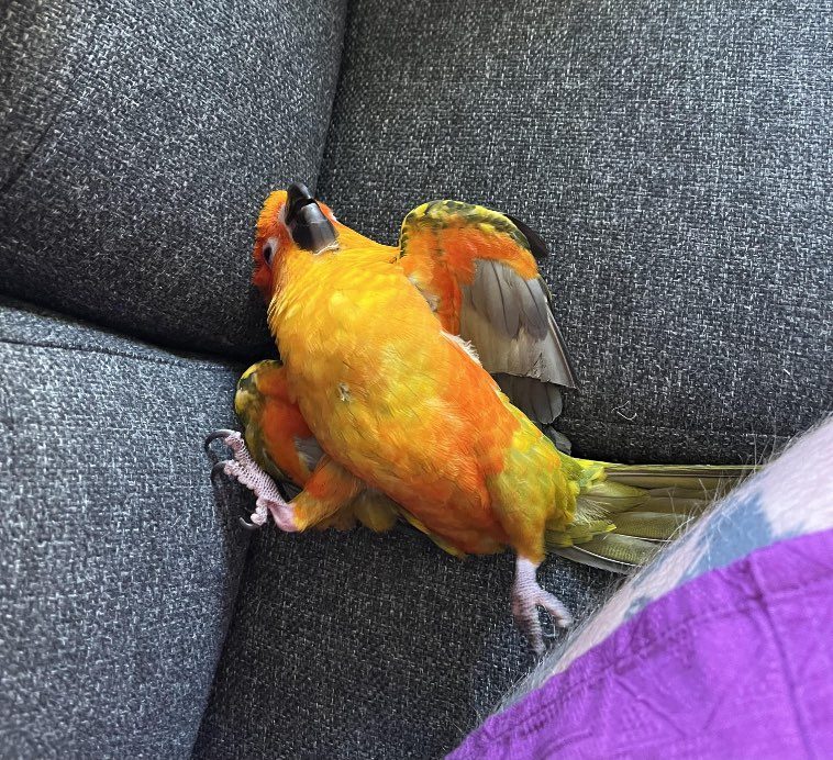 Люди, у которых дома живет попугай, решили показать, как выглядит их житие-бытие с пернатым питомцем