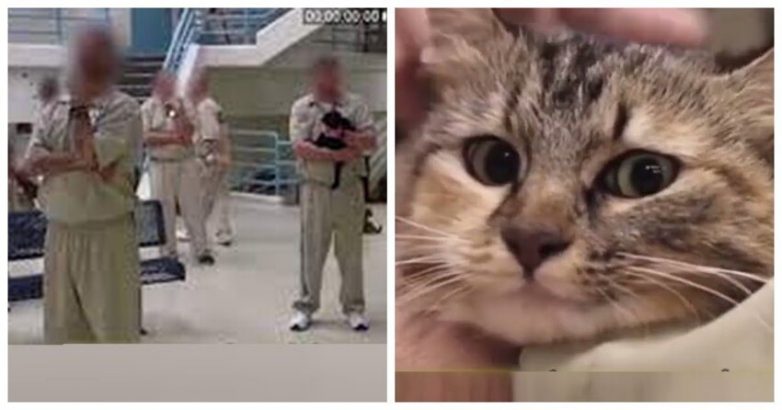 Заключённым разрешили брать к себе котов