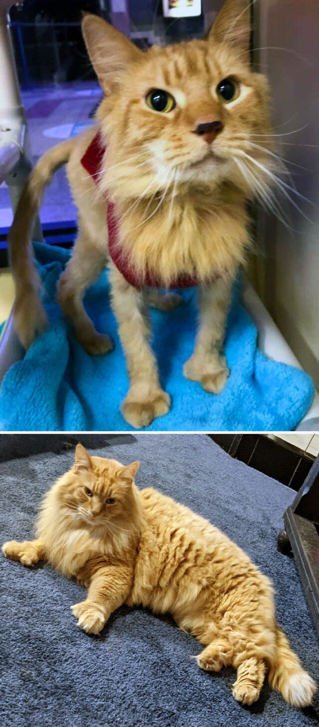 Спасённые кошки до и после того, как нашли дом и любящих хозяев