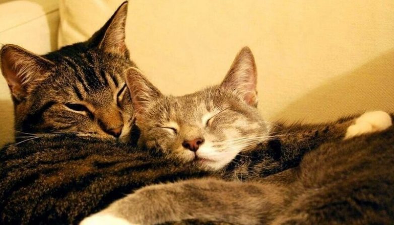 Самые уютные котообнимашки / Питомцы