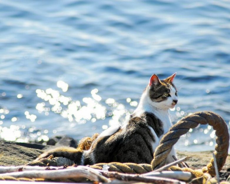 Реакция котеек на водную стихию