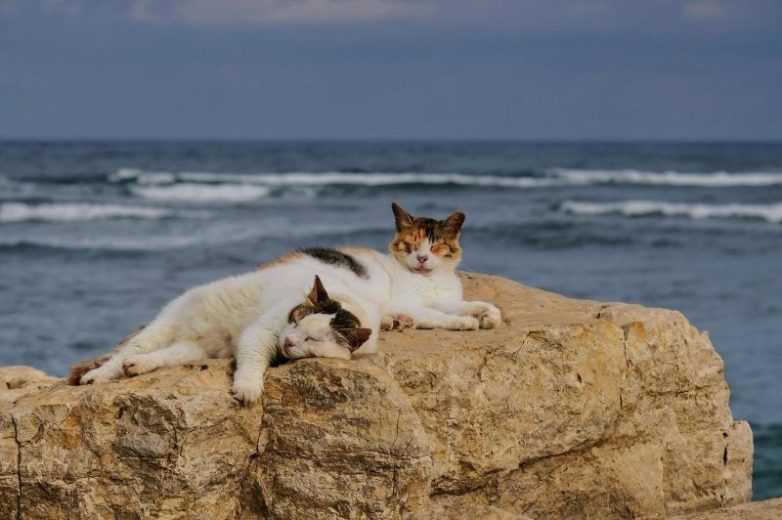 Реакция котеек на водную стихию