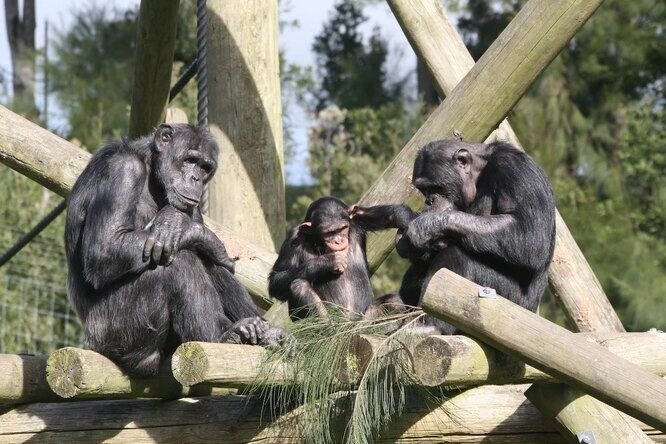 Ученые выяснили, что у шимпанзе есть свой примитивный язык