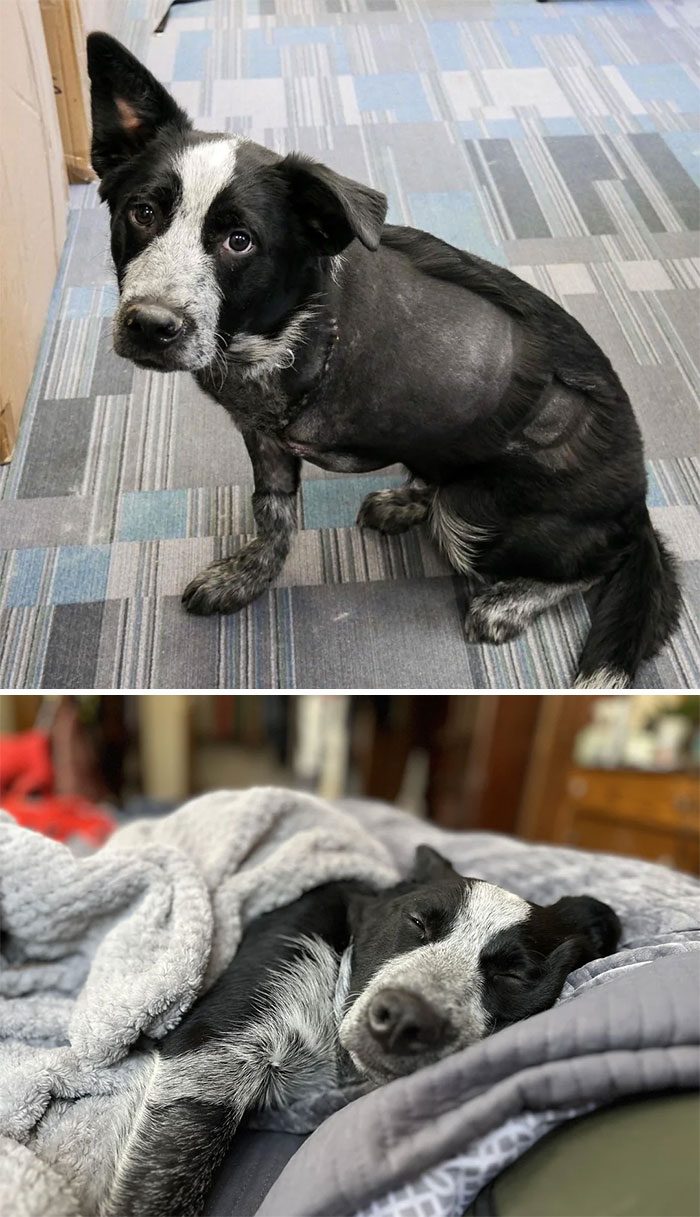 Фото преобразившихся собак до и после спасения, которым подарили шанс на новую жизнь
