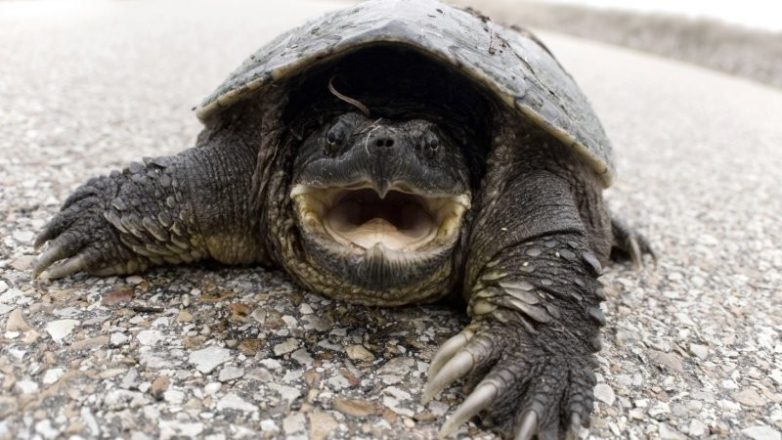 Каймановая черепаха – милаха, которая может не утруждать себя дыханием по полгода