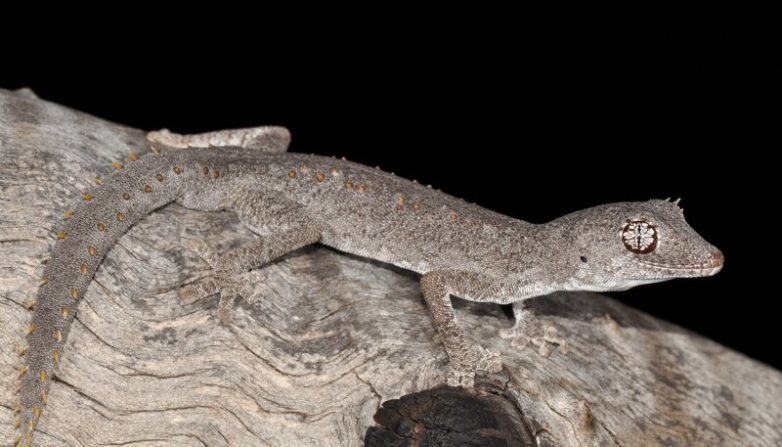 В Австралии нашли новый вид гекконов с космическими глазами