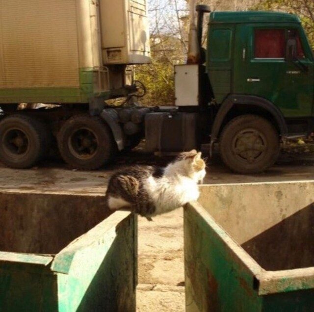 Кошки, обнаруженные там, где их меньше всего ожидаешь увидеть