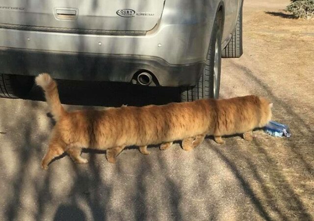 Когда делаешь панорамный снимок со своим питомцем, но терпишь фиаско