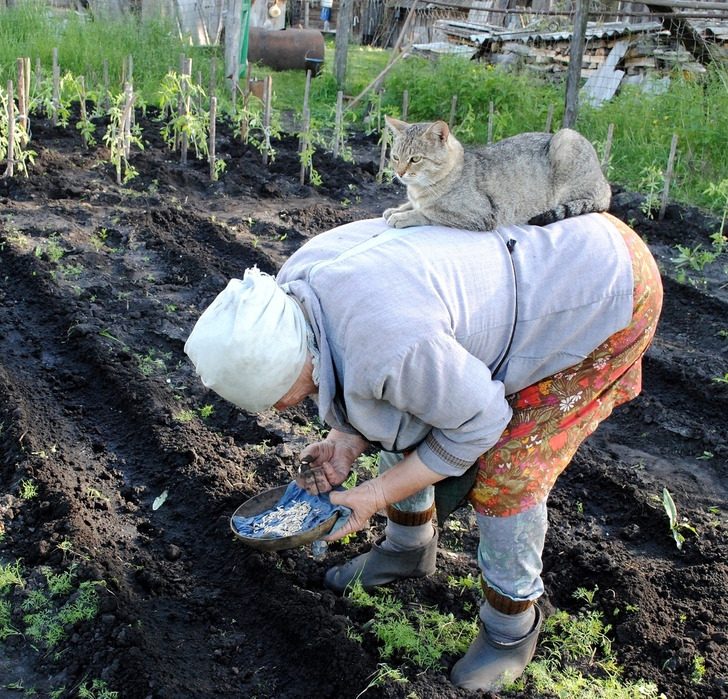 Котики, которые могли бы вести себя по-нормальному, но зачем, если их и так любят?