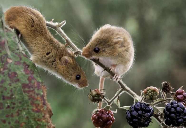 Мыши, заставляющие умиляться