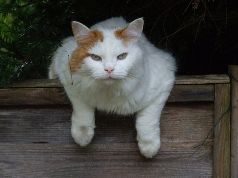 Турецкий ван: очаровательные коты, которых любят во всём мире