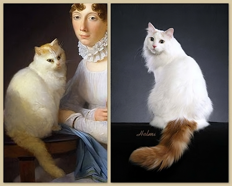 Same cat. Выставка ангорских кошек. Турецкий Ван белый. Турецкая ангора на выставке. Шикарный кот.