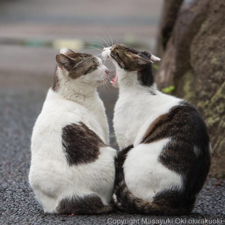 Милые и шкодливые уличные коты в фотографиях Масаюки Оки