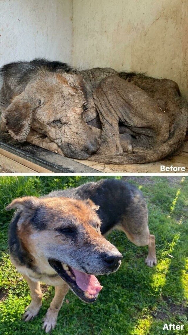 Фотографии спасённых собак до и после того, как они нашли дом и любящих хозяев