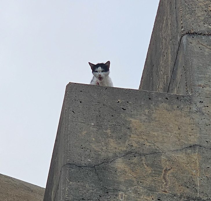 Котенок застрял в необычном месте, пожарные помогли спасти его