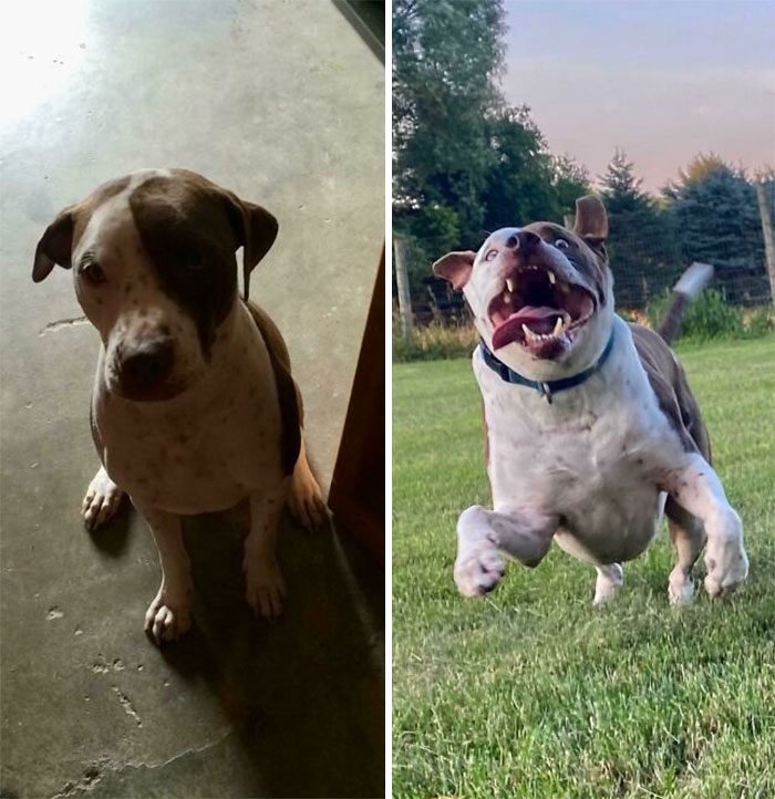 16 фото собак, которые поменялись после спасения