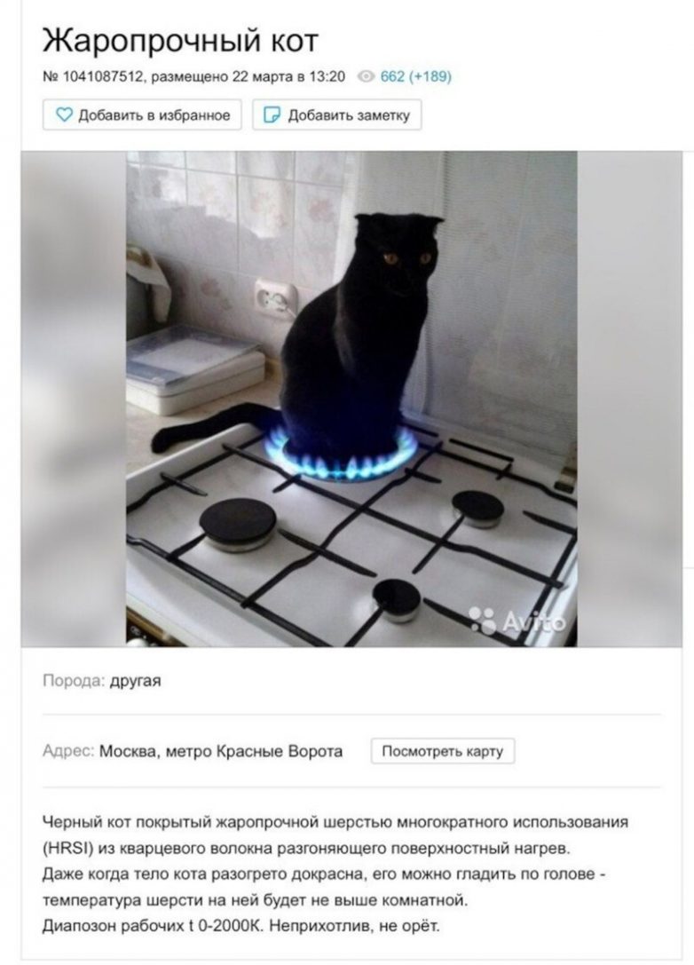 Странные коты на Авито