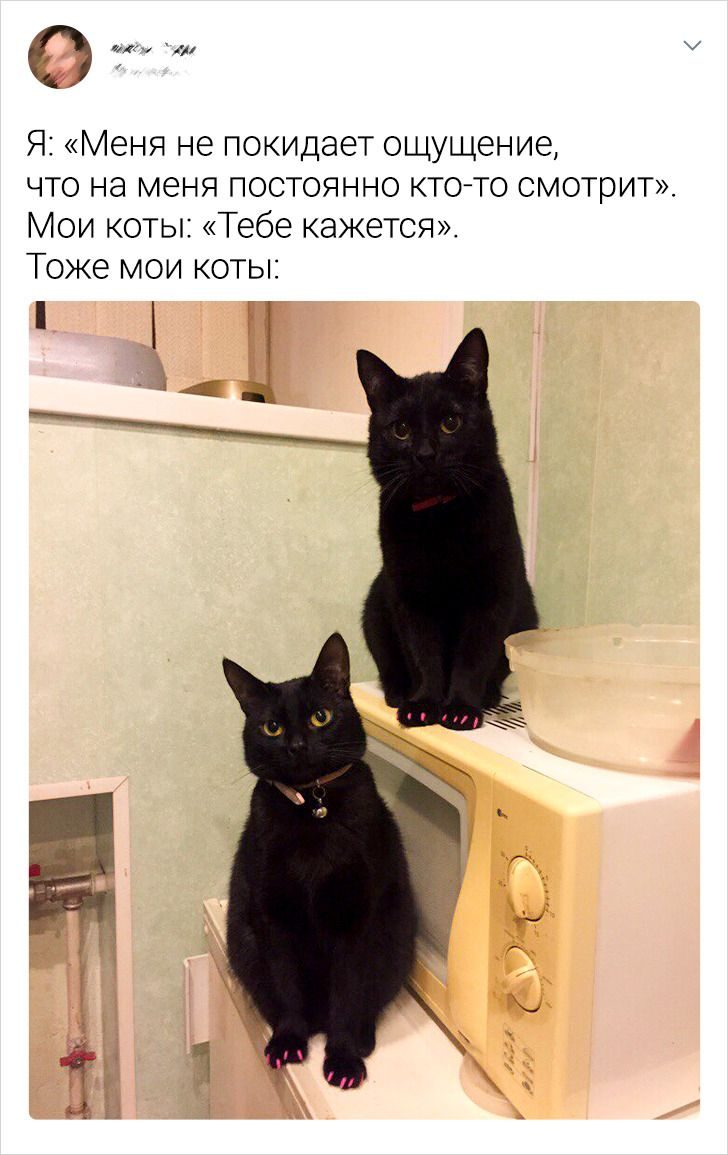 Наглые котики