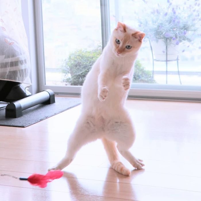 Кот танцует лучше всех