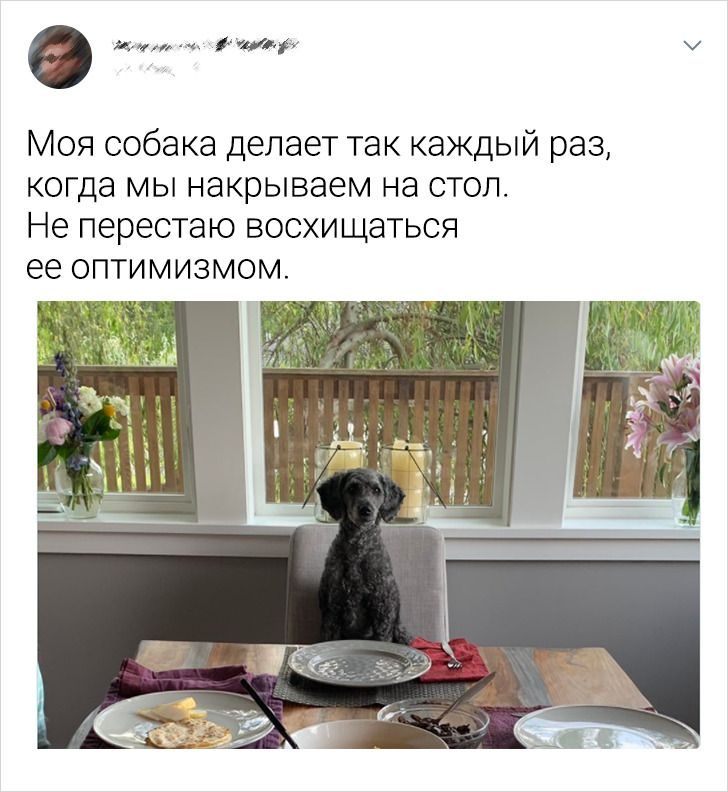 Наглые котики