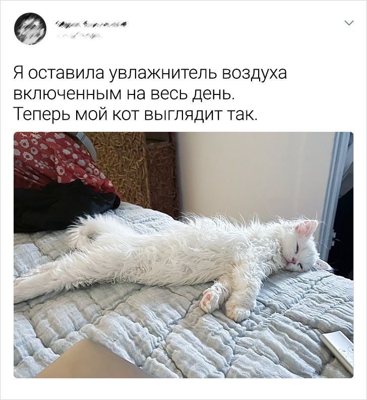 Наглые котики