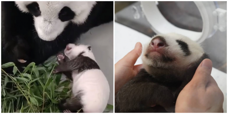 Как вырос первый в России детёныш панды