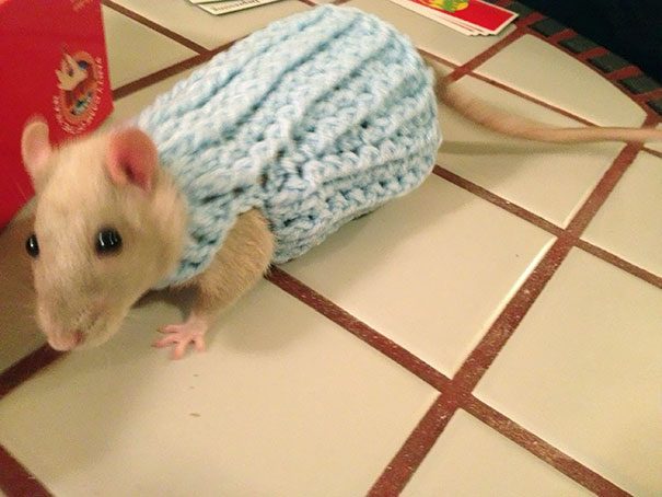 Животные в свитерах