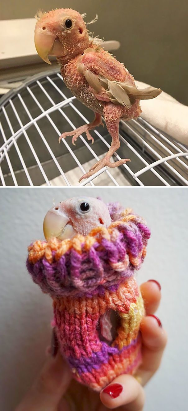 Животные в свитерах