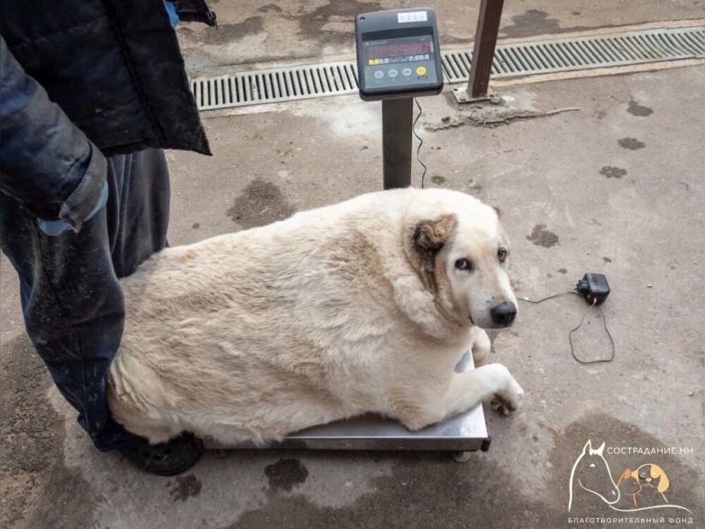 Собака 100 киллограмм