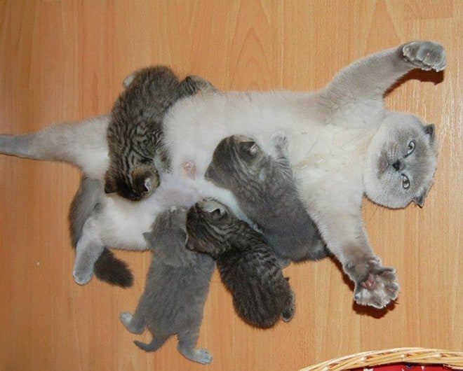 Кошки, которые не готовы к материнству