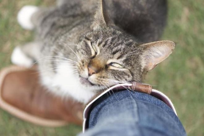 10 способов выражения любви от котов