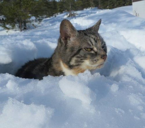 Коты, которые не любят зиму