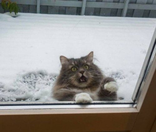 Коты, которые не любят зиму
