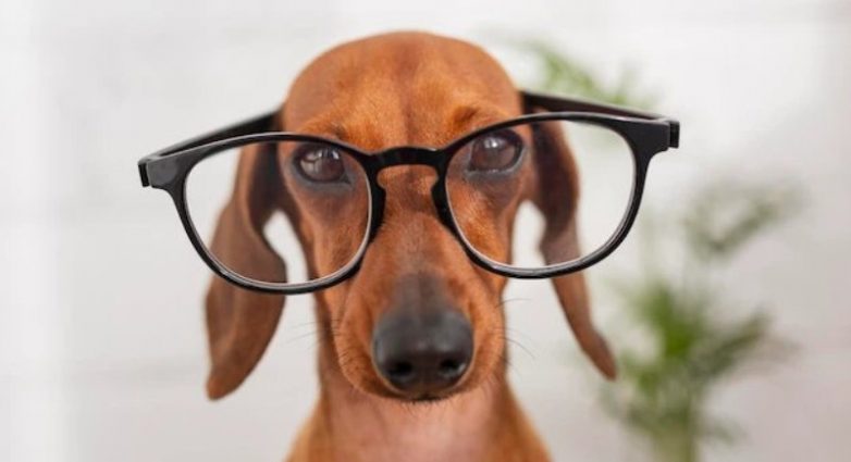 Ученые сообщили о самой умной породе собак.