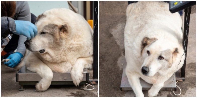 У пса по кличке Кругетс произошло снижение массы тела до 35 килограмм