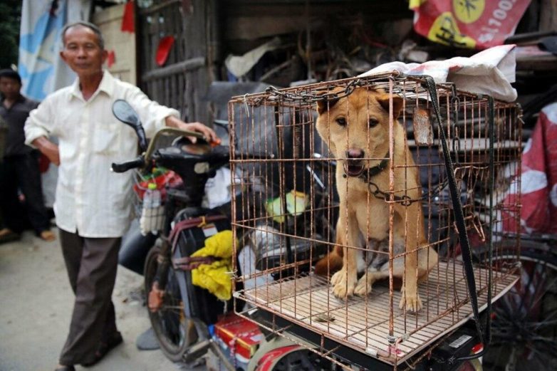 За употребление собачьего мяса в Южной Корее можно получить тюремный срок до 3 лет