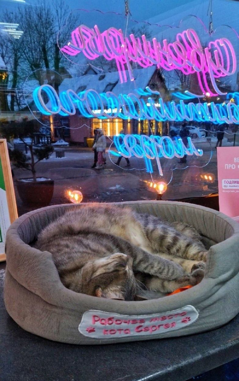 В Зеленоградске неизвестный нажаловался на котика, который живёт в магазине