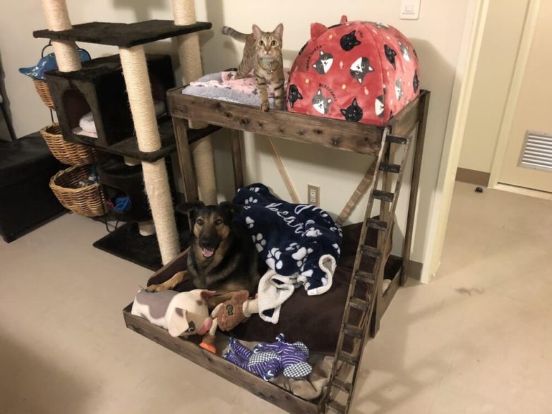 Домики для собак и кошек, сделанные своими руками