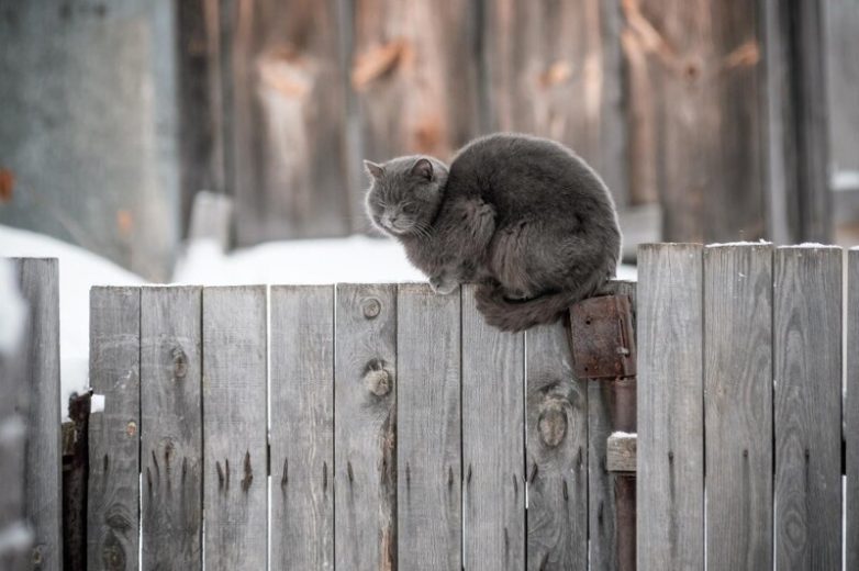 Утро с котиками