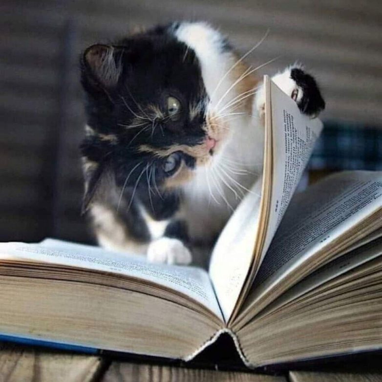 Книжные котики