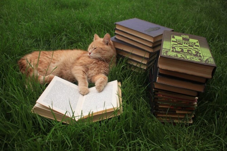 Книжные котики