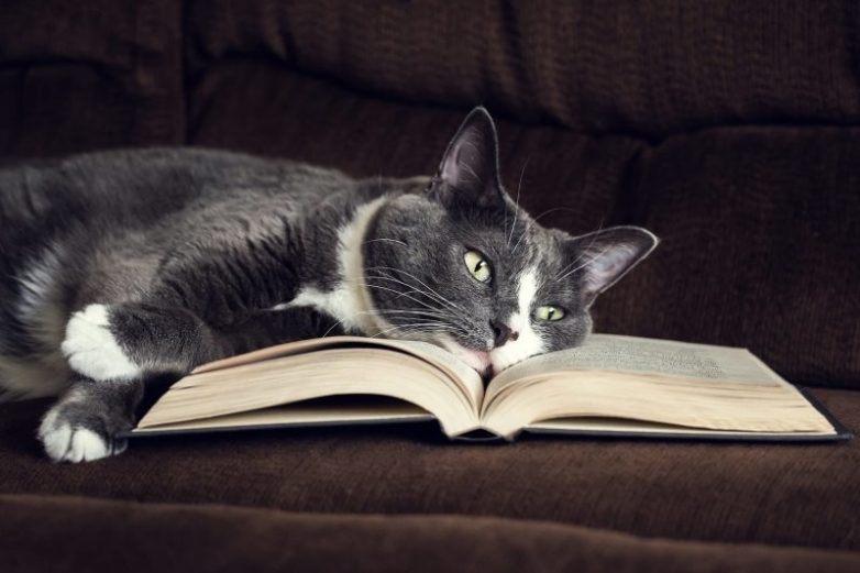 Книжные котики