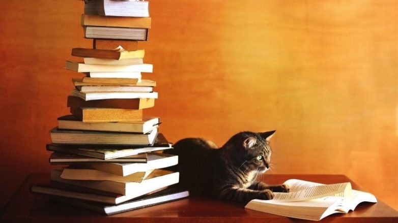 Книжные котики